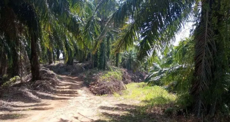 PT DDP Disorot, Diduga Lampaui Luasan Izin HGU Seluas 326 Hektare Hingga Masuk HPT