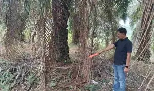 Setubuhi Anak Tiri Berulang Kali, Pria di Pagar Jati Bengkulu Tengah Diringkus Polisi